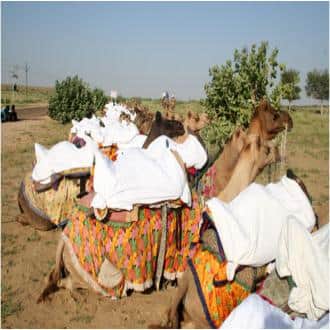 Luxury Safari Camp At Famous Sam Sand Dunes Jaisalmer!!, Jaisalmer 2